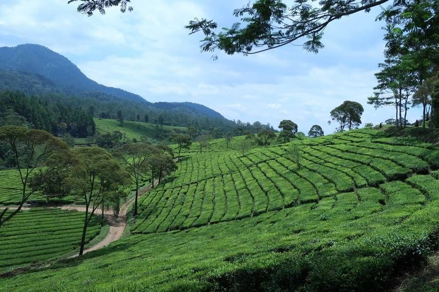 7 Puisi Singkat Tentang Kebun Teh, Bikin Adem Jiwa dan Pikiran