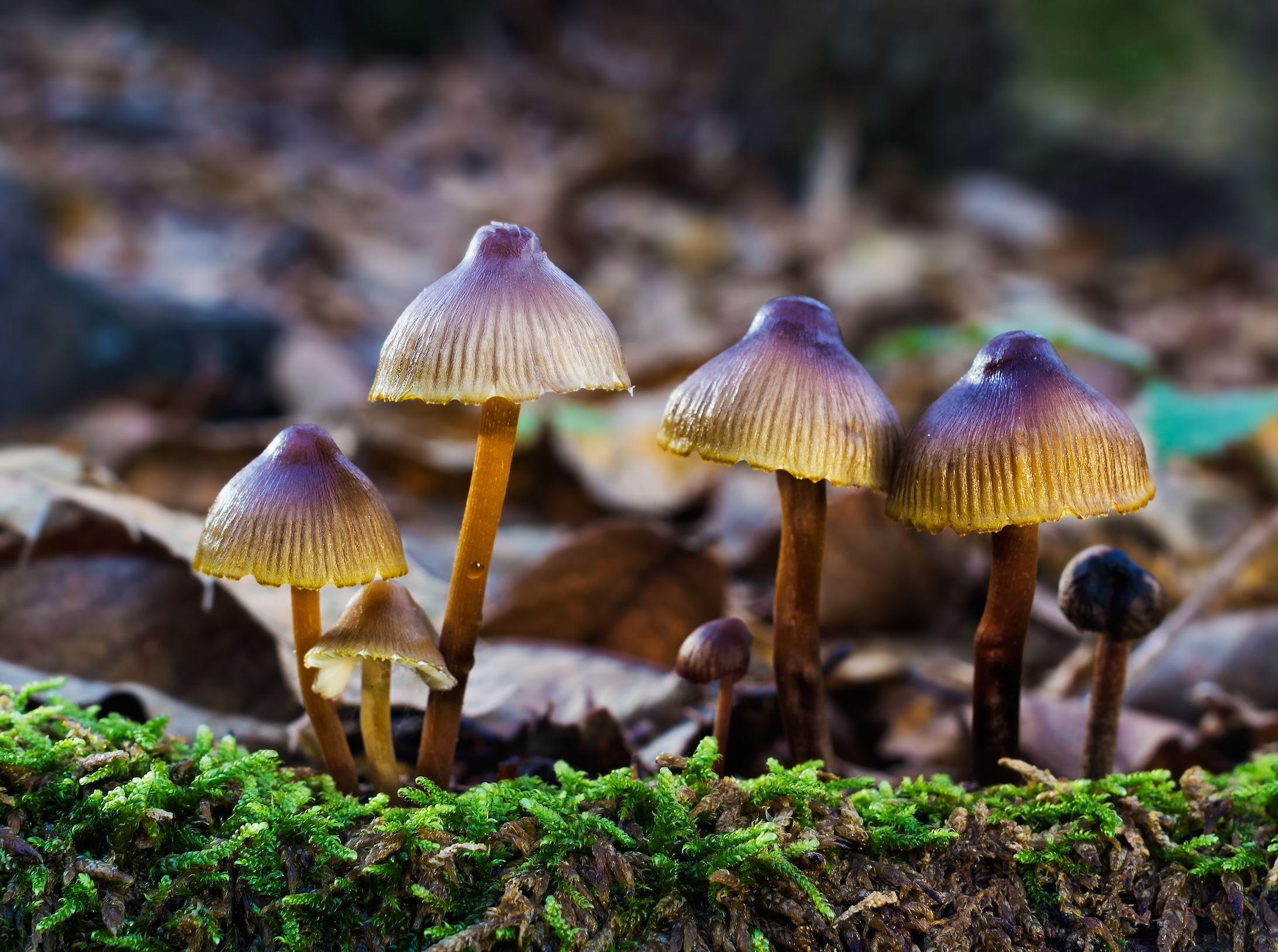 Psilocybin 2025: Dari Terapi Mental Sampai Gaya Hidup Digital Gen Z