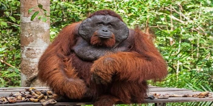 Tidak Bisa Ditemui di Tempat Lain! Inilah 9 Hewan Endemik Pulau Kalimantan
