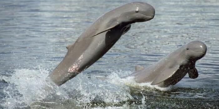 Tidak Bisa Ditemui di Tempat Lain! Inilah 9 Hewan Endemik Pulau Kalimantan