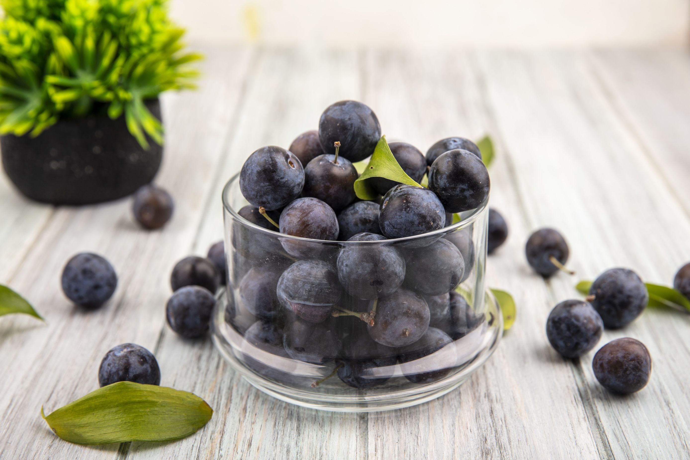 Acai Berry: Superfood Unggulan dengan Segudang Manfaat Kesehatan