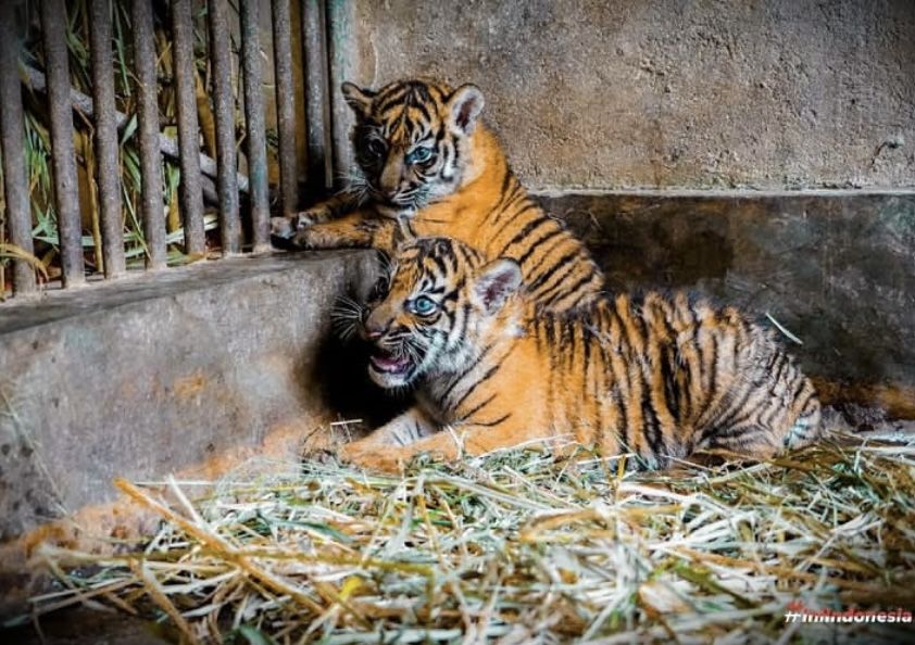 Gemas Banget! Potret Rizki dan Lestari, Bayi Harimau Sumatera yang Baru Lahir di Kinantan Zoo