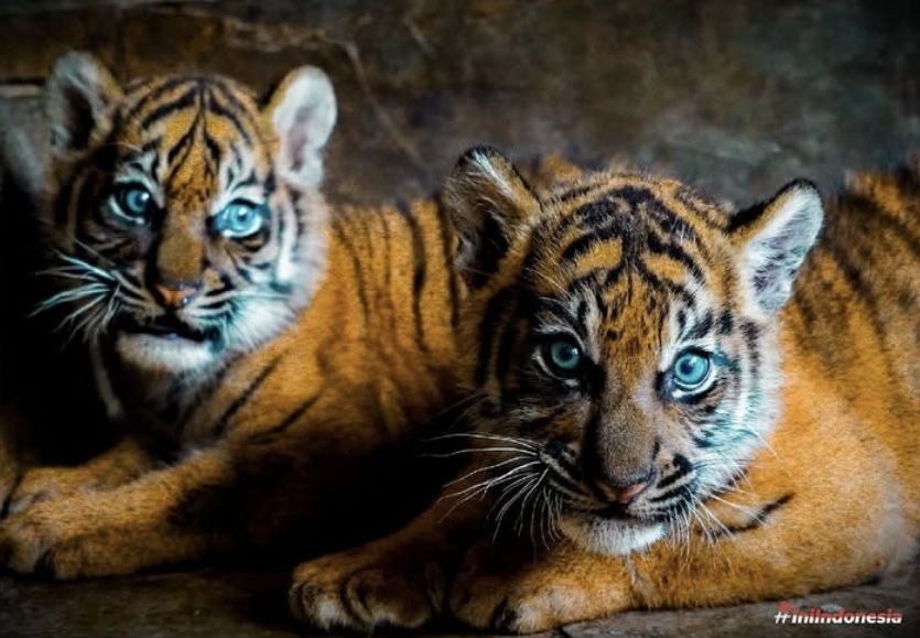 Gemas Banget! Potret Rizki dan Lestari, Bayi Harimau Sumatera yang Baru Lahir di Kinantan Zoo