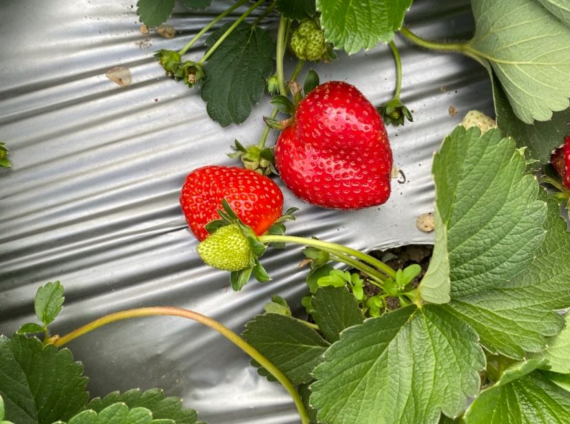 Catat Tanggalnya, Ini Waktu Terbaik Petik Strawberry di Sembalun