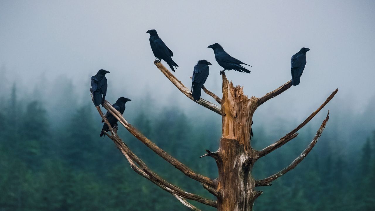 Penelitian: Sama Seperti Manusia, Burung Berbicara dengan Kata Singkat!