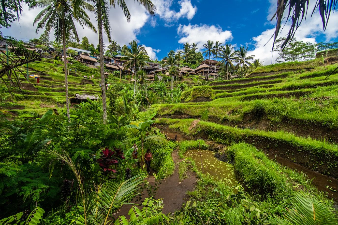 Kunci Kemakmuran Pertanian Bali: Subak, Sistem Pertanian Tradisional yang Menjadi Warisan Nusantara