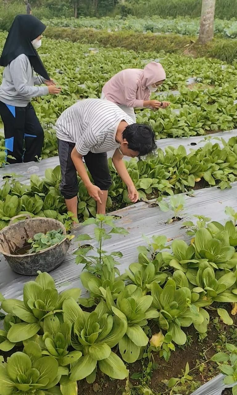 Sampah Dapur Disulap Jadi Pupuk! Mahasiswa UNDIP Edukasi Warga Kupo Bikin POC Sendiri