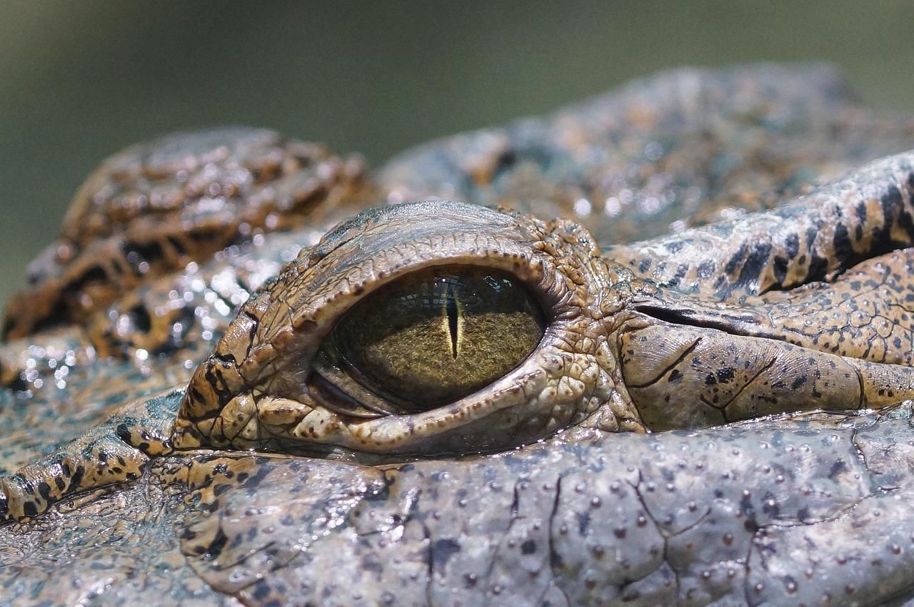 Buaya Gigit Warga di Buru Selatan Hingga Tewas, Jasad Dievakuasi Saat Masih Dimangsa