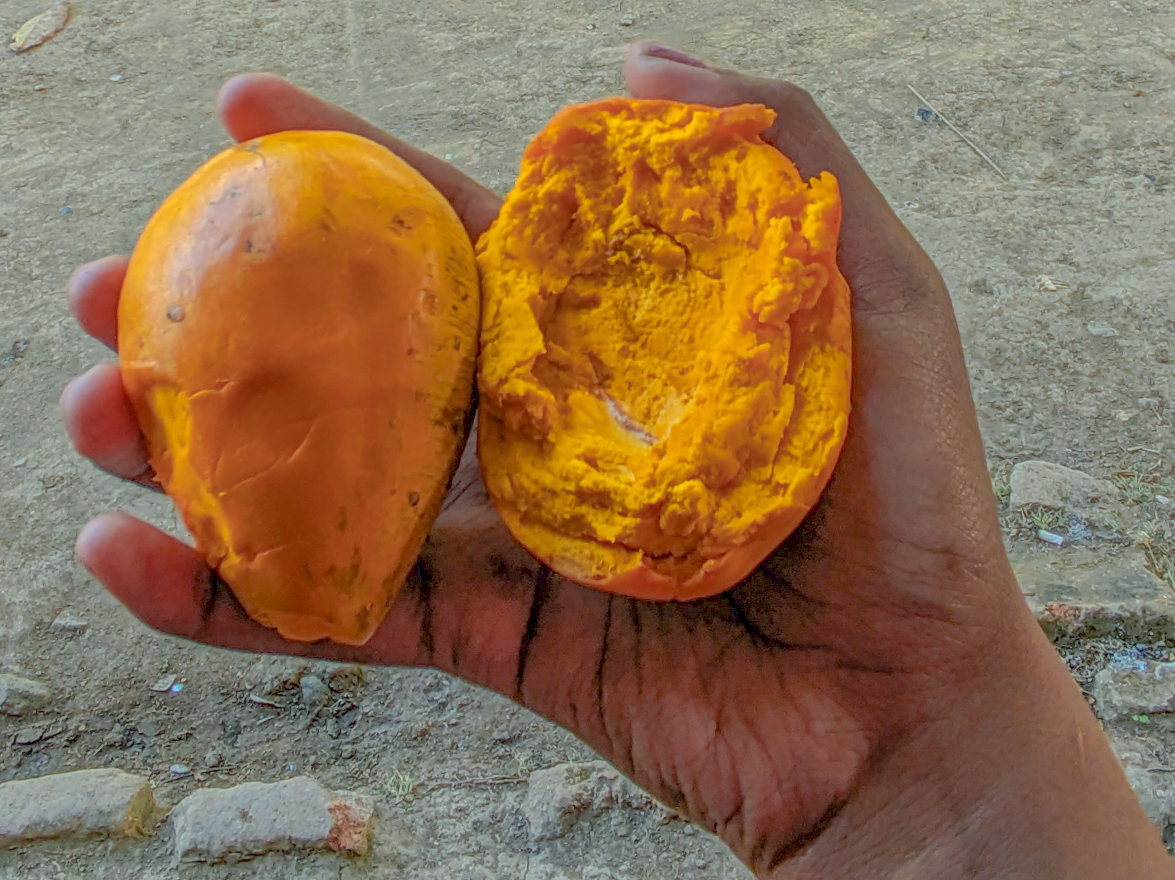 7 Manfaat Buah Sawo Mentega untuk Kesehatan