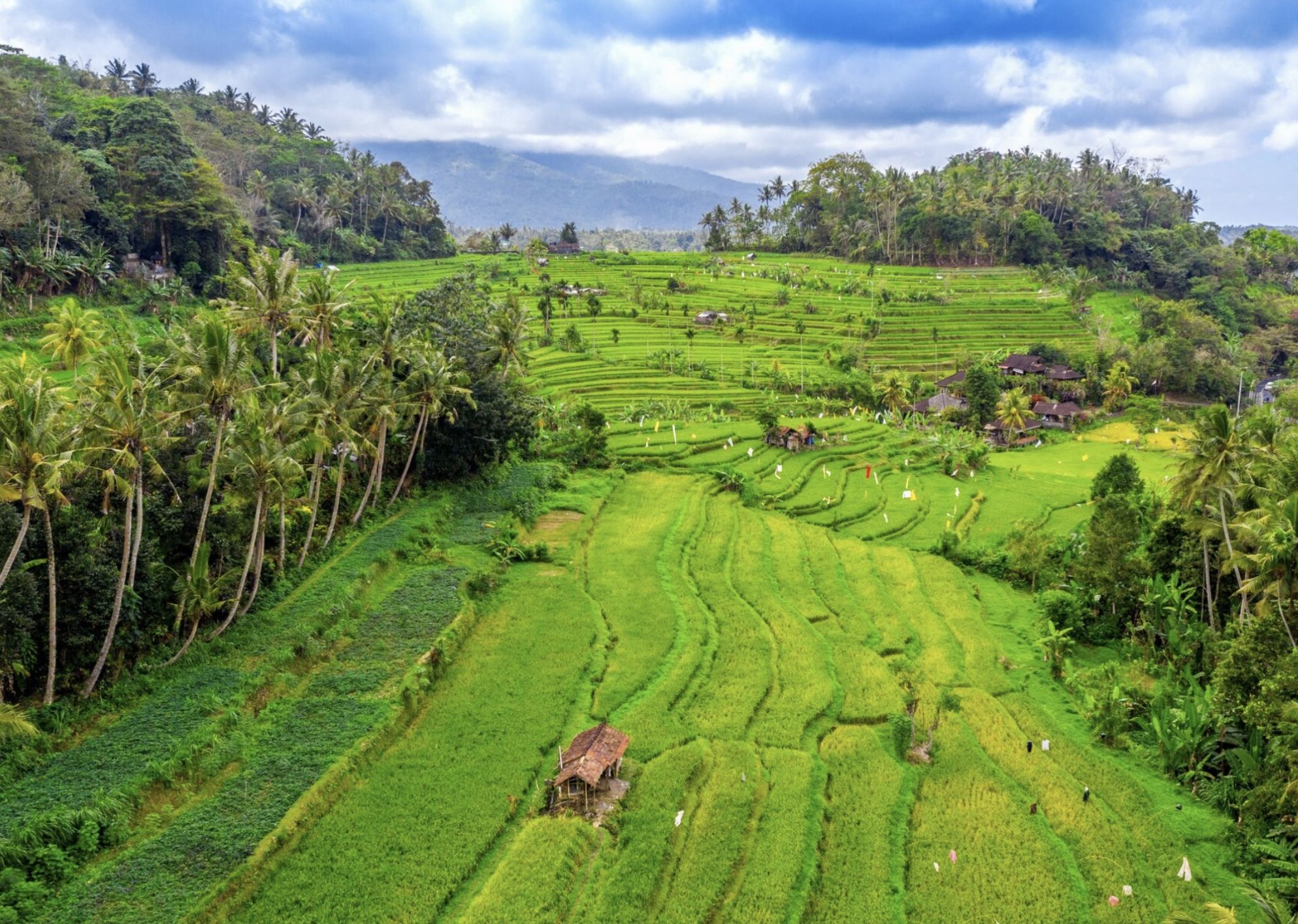 7 Puisi Singkat tentang Sawah: Ketenangan Alam yang Bikin Hati Adem