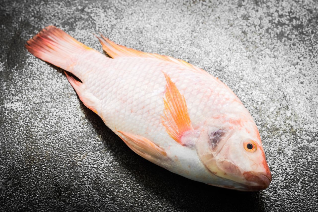 7 Ikan yang Boleh Dimakan Penderita Asam Urat dan Kolesterol