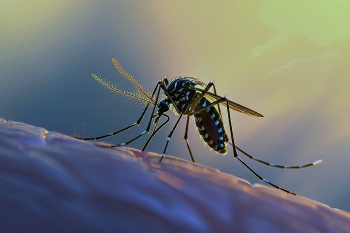 Tren Chikungunya Meningkat, Kemenkes Ingatkan Masyarakat agar Waspada