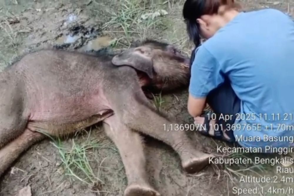 Kisah Pilu Yuni, Bayi Gajah Sumatera yang Meninggal di Bengkalis