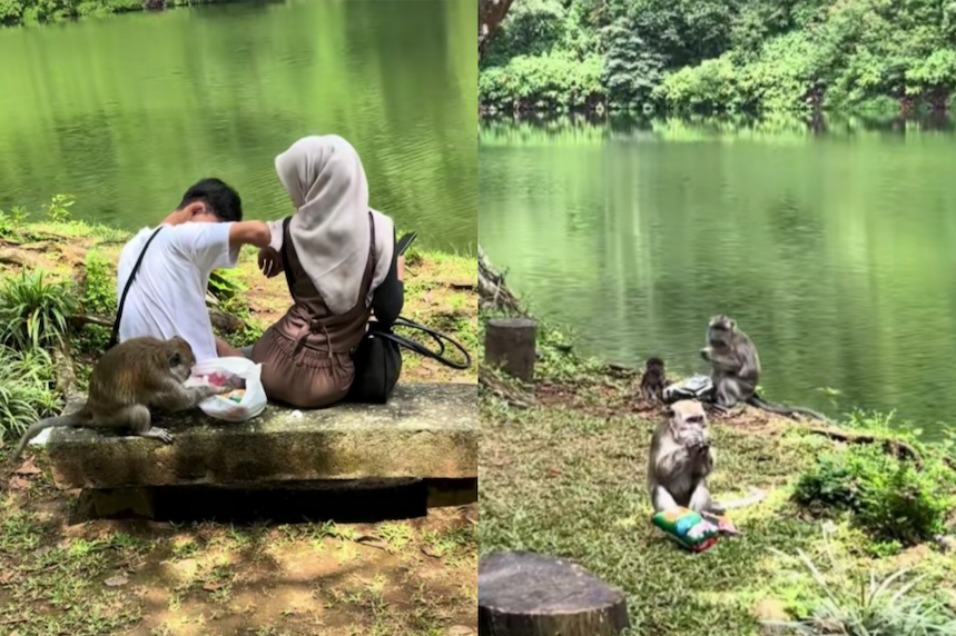 Viral, Momen Monyet Ekor Panjang Gasak Makanan Pasangan Ini Saat Santai di Pinggir Telaga, Netizen : Pemalakan Namanya!