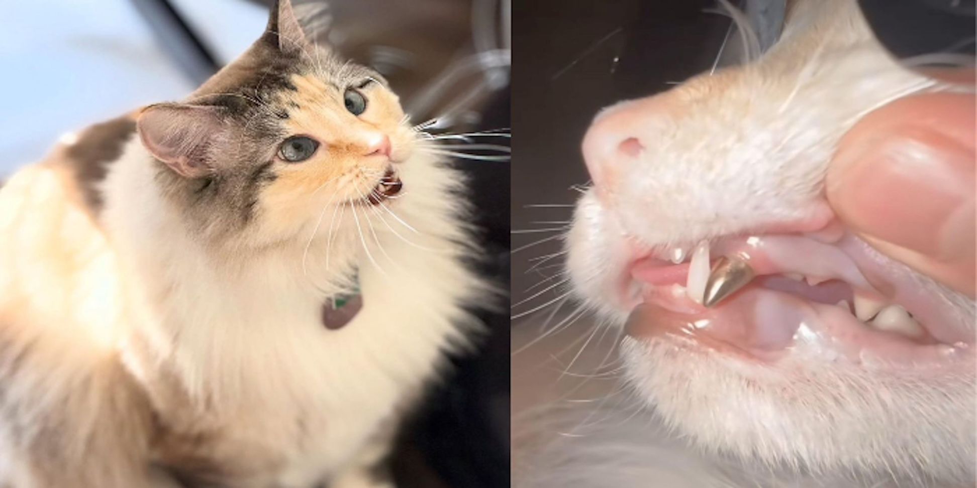 Tofu, Kucing TikTok dengan Perawatan Gigi Emas Seharga 81 Juta