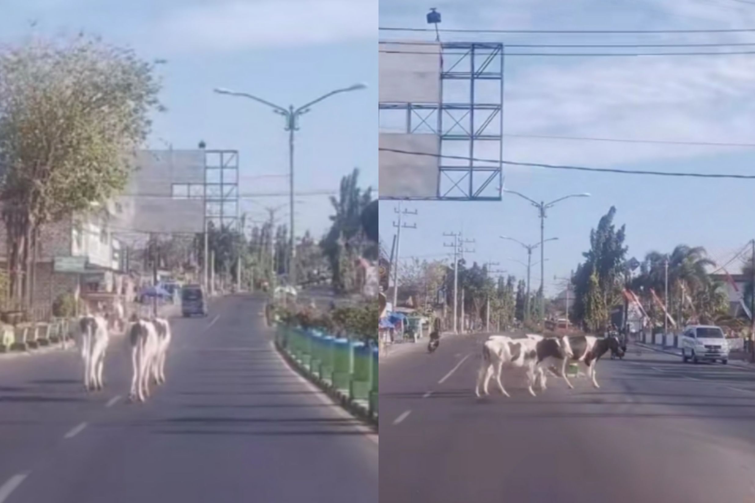 Viral! Jalanan di Pamekasan Mendadak Jadi Catwalk Tiga Ekor Sapi, Lalu Lintas Auto Tersendat