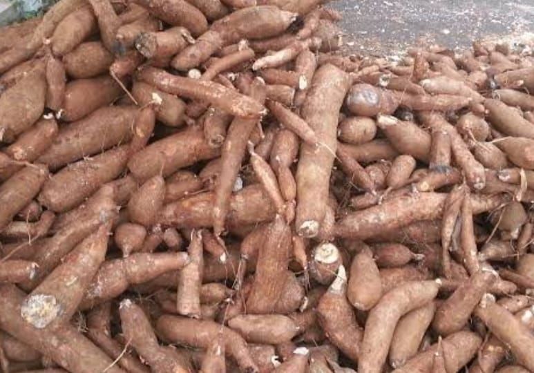 ISEI: Kebijakan Harga Singkong Lampung Bisa Jadi Angin Segar Bagi Petani