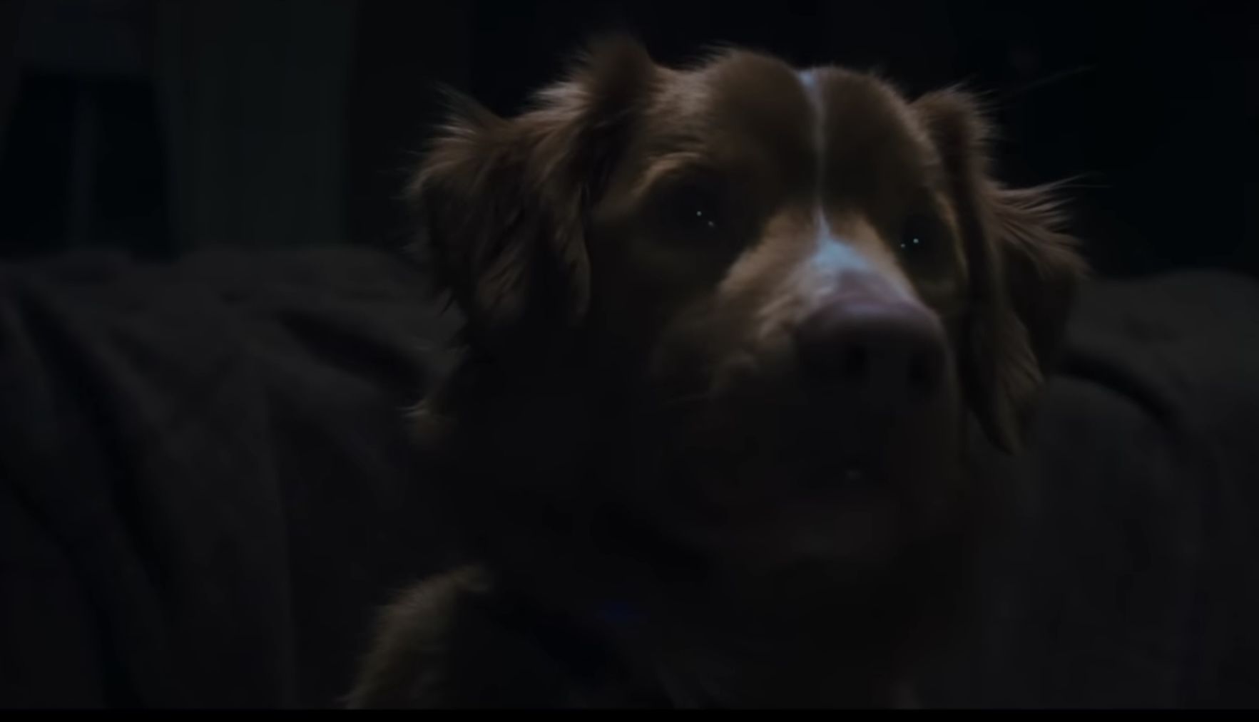 Film Good Boy : Horor Supernatural dari Sudut Pandang Seekor Anjing