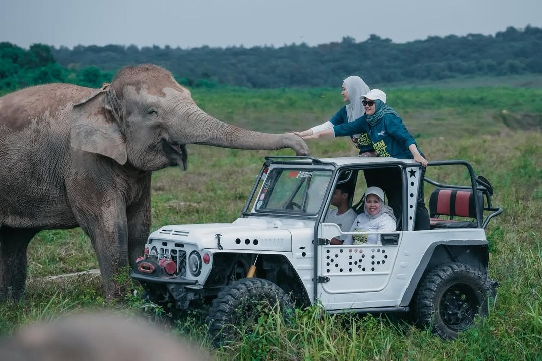 Konflik Gajah-Manusia di Way Kambas, Warga Desa Penyangga Tuntut Solusi