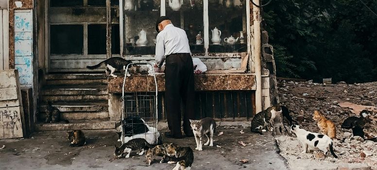 Misteri Alzheimer Terpecahkan? Kucing dengan Demensia Bisa Menjadi Harapan Baru Pengobatan Alzheimer Manusia