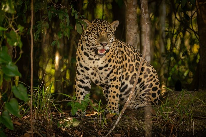 Macan Tutul Lepas dari Lembang Park and Zoo, Anjing Pelacak hingga Penembak Jitu Dikerahkan