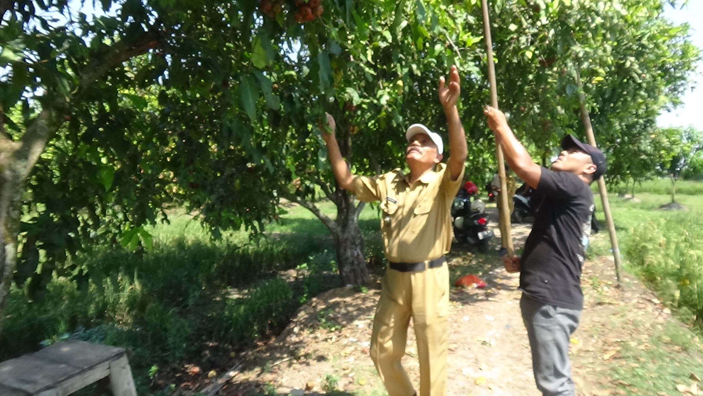 Desa Pranan Adakan Festival Jambu Program Unggulan Ketahanan Pangan
