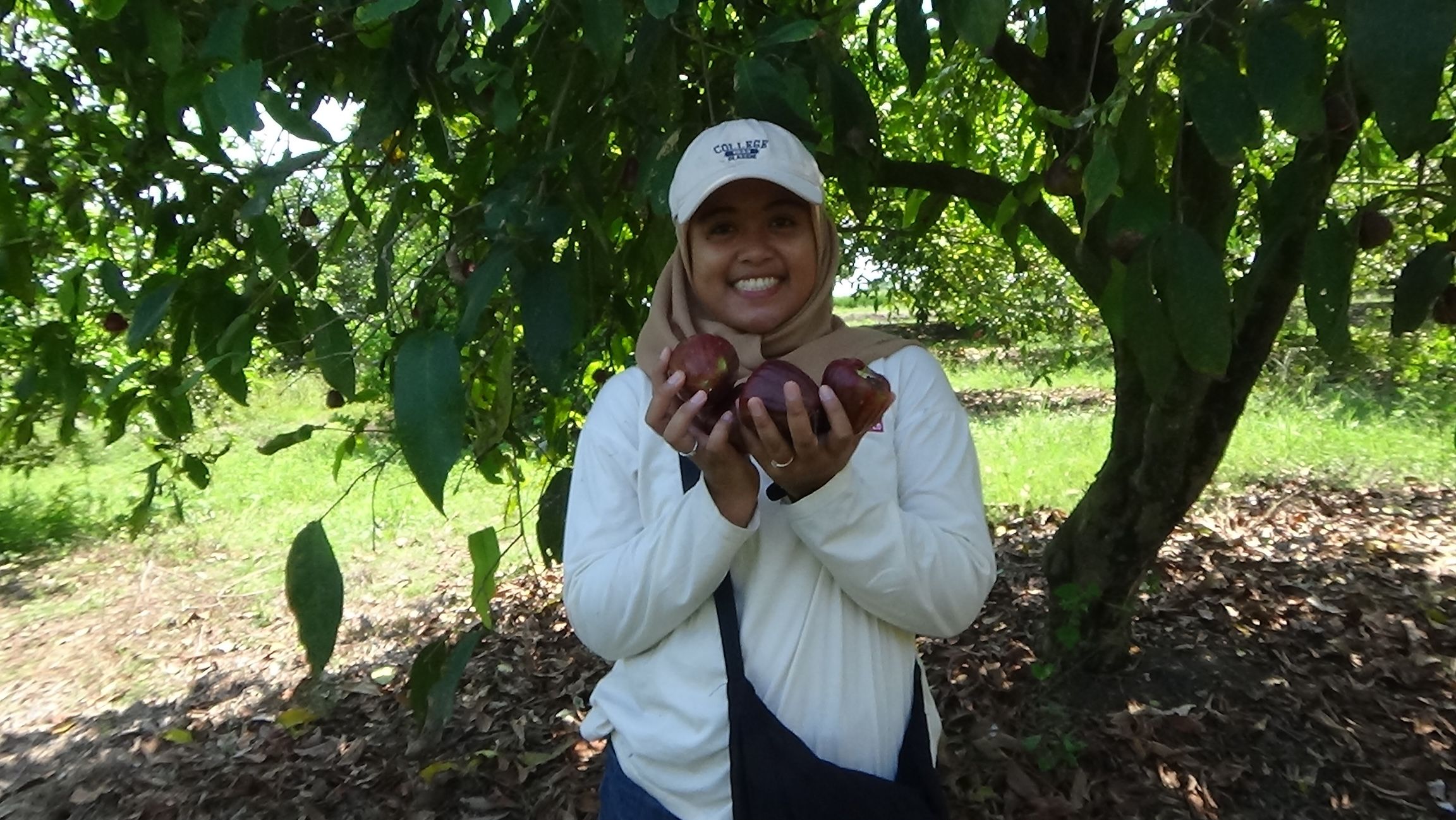 Desa Pranan Adakan Festival Jambu Program Unggulan Ketahanan Pangan