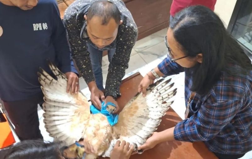 Penyelamatan Elang Jawa yang Terluka, Bukti Kepedulian Warga Mojokerto