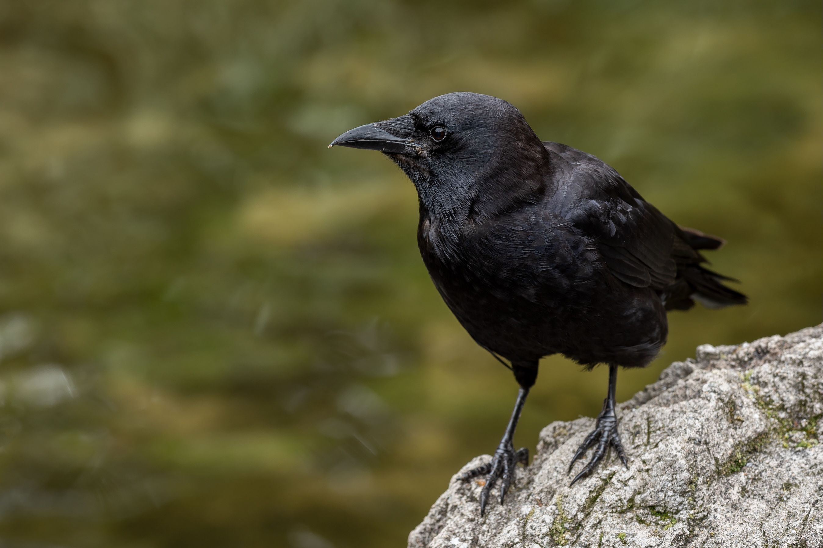 12 Fakta Unik Burung Gagak, Si Cerdas yang Sering Disalahpahami