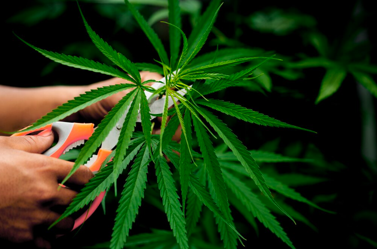 Ganja Bikin Otak Awet Muda? Studi Terbaru Bilang Gini