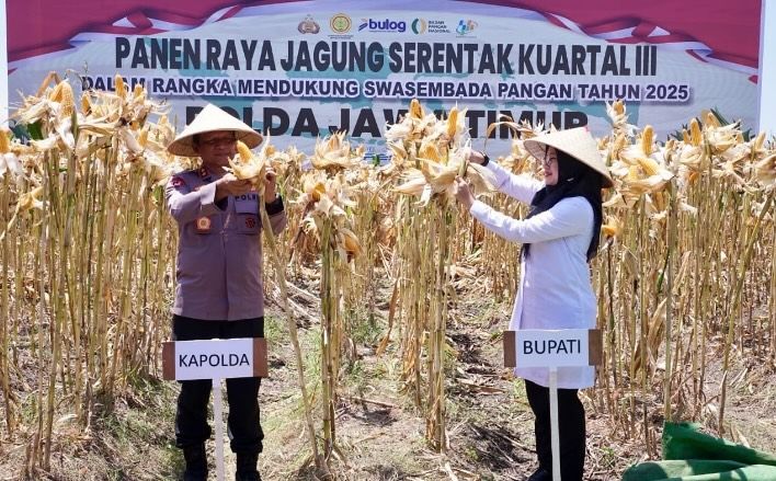 Jagung Banyuwangi Surplus 146 Ribu Ton, TNI-Polri Gandeng Petani Wujudkan Swasembada Pangan