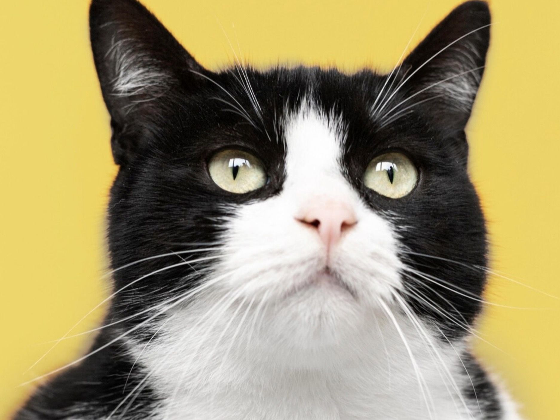 7 Puisi Singkat tentang Kucing yang Bikin Hati Hangat dan Senyum-Senyum Sendiri