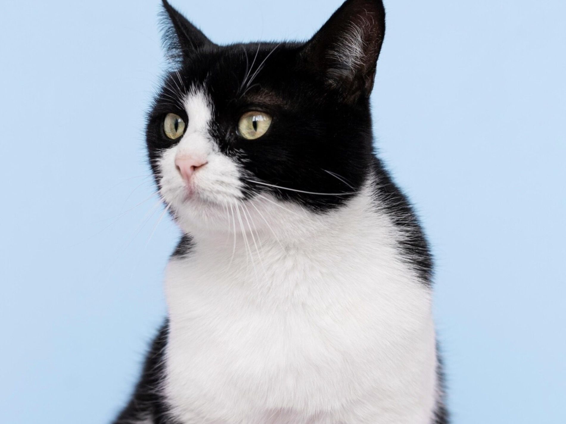 17 Caption Singkat tentang Kucing yang Bikin Feed Instagram Kamu Penuh Keceriaan