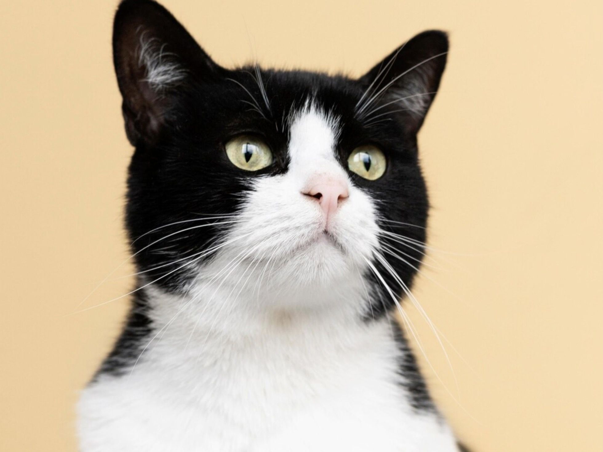 17 Caption Singkat tentang Kucing yang Bikin Feed Instagram Kamu Penuh Keceriaan