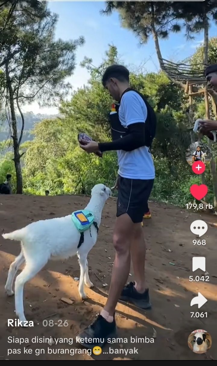 Viral di TikTok! Pemuda Ini Daki Gunung Bersama Domba Kesayangannya
