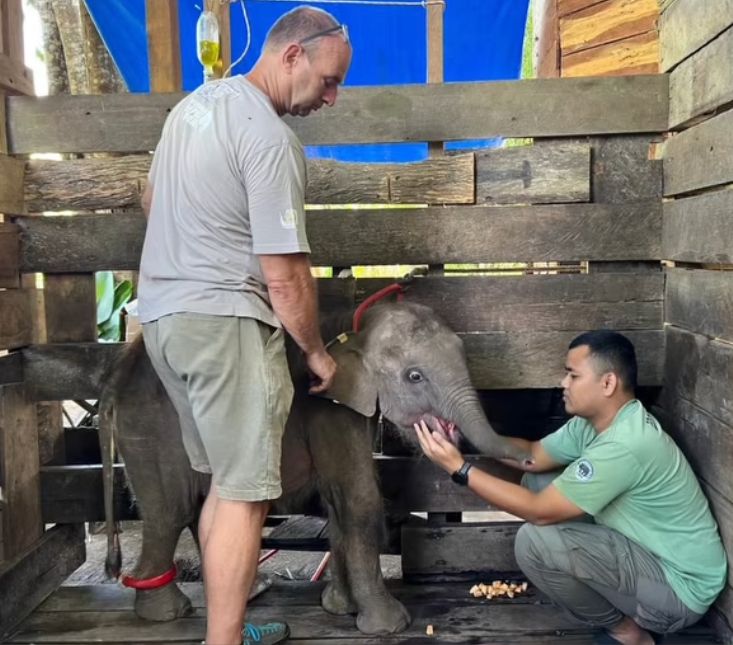 Gajah Panton Tutup Usia di PLG Saree, Kisahnya Bikin Publik Nangis