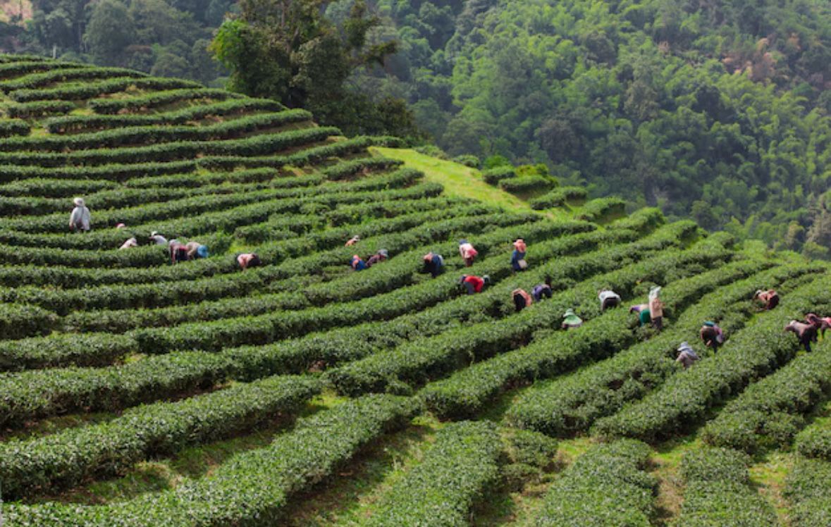 6 Menu Favorit Cha Co Minuman Kekinian yang Bikin Kamu Serasa di Kebun Teh Berusia 180 Tahun