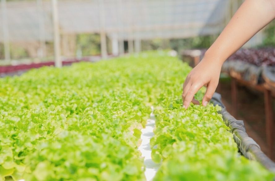 5 Peluang dan Cara Memulai Usaha Pertanian yang Menjanjikan di Era Modern