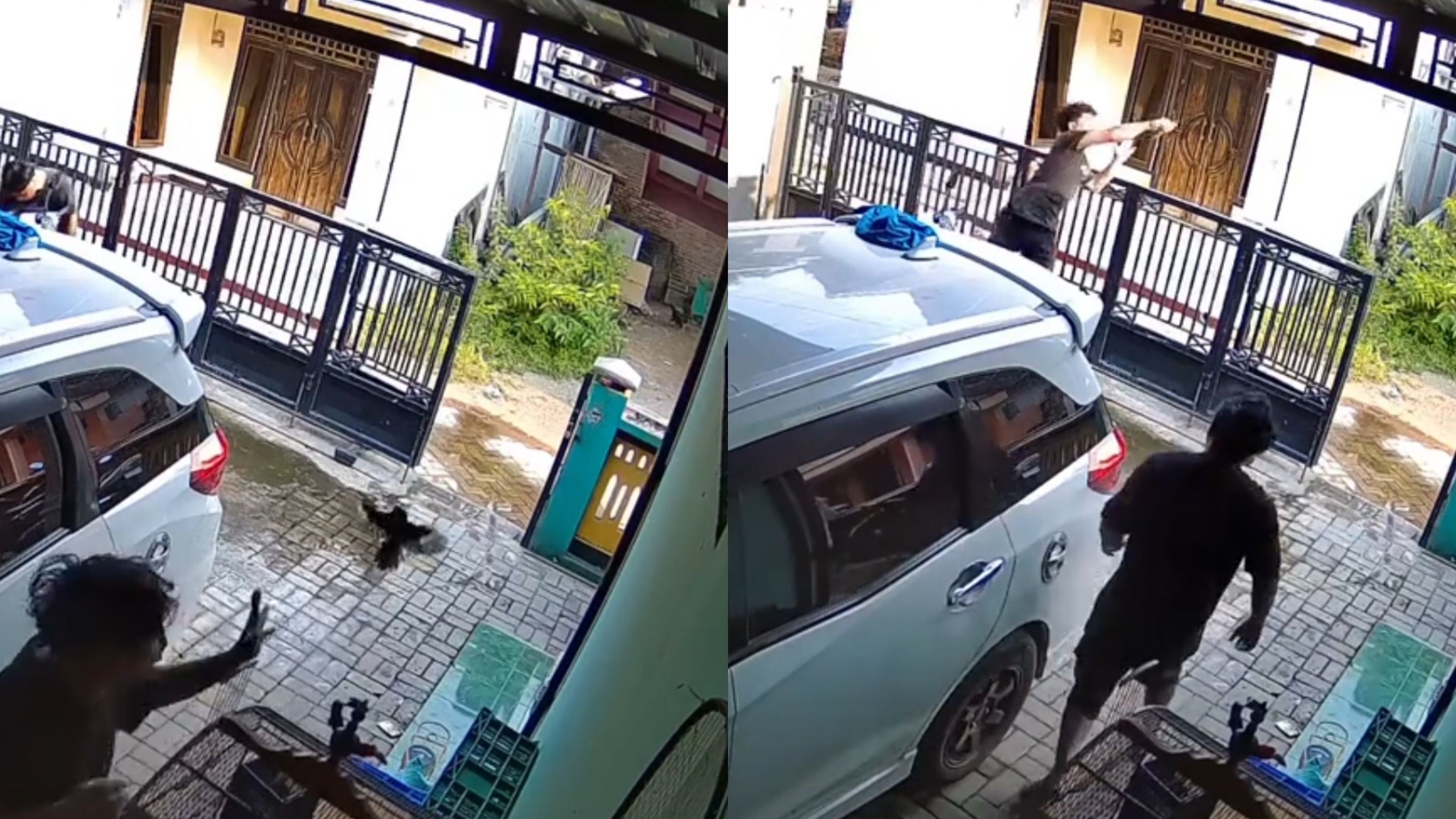 Refleks Sekelas Kiper! Pria Ini Tangkap Burung yang Hampir Kabur
