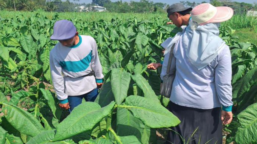 Serapan Daun Tembakau Petani di Kabupaten Malang Baru 28 Persen, Pengepul Ikut Terdampak