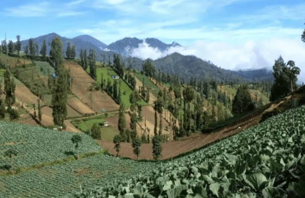 Pemkab Malang Dorong Produksi Kentang di Desa Ngadas sebagai Peluang Investasi