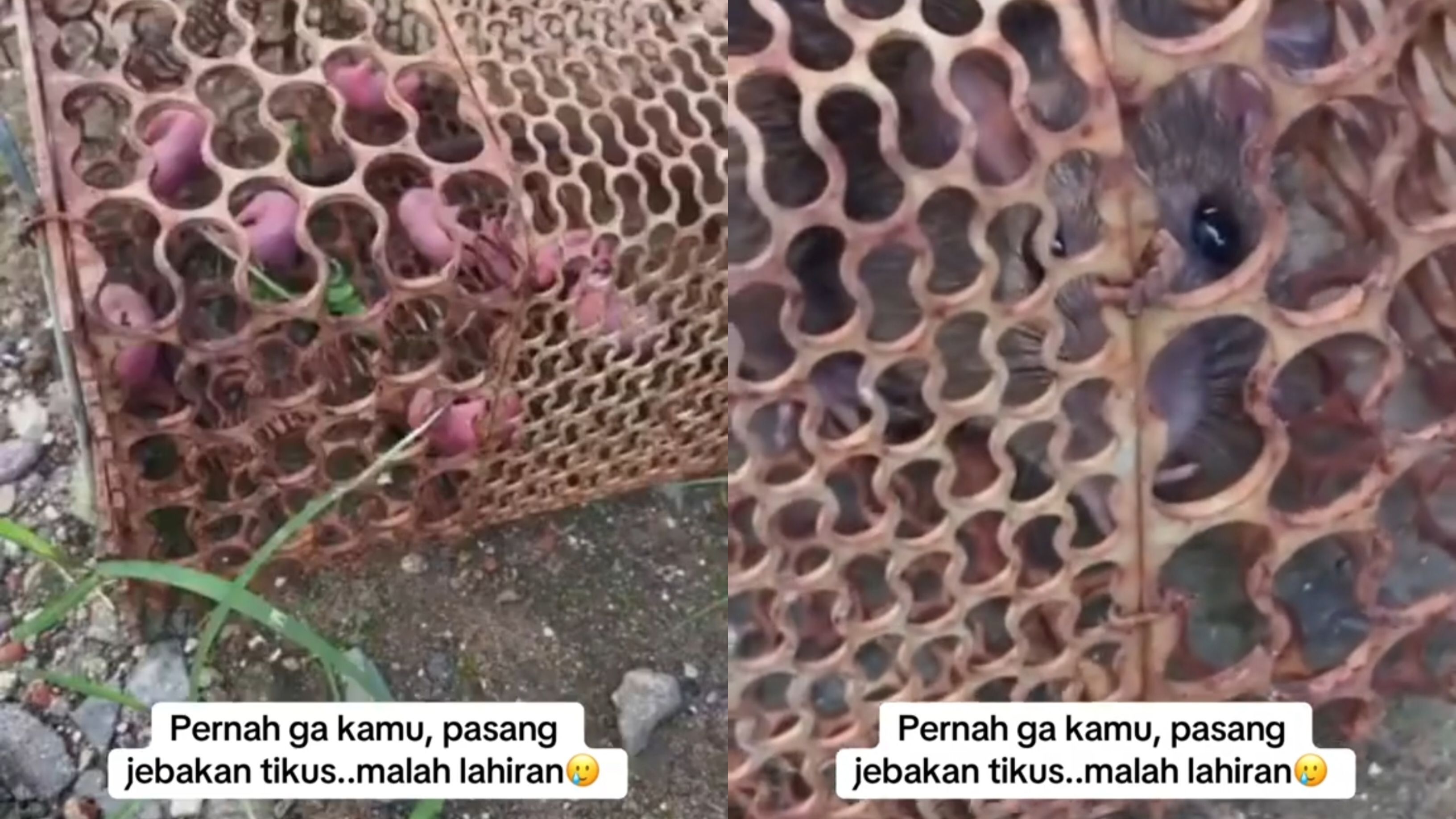 Pasang Jebakan Tikus, Cewek Ini Kaget Karena Tikus yang Tertangkap Malah Melahirkan