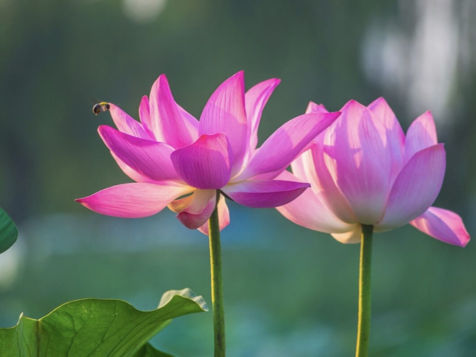 17 Ide Bio Instagram Pecinta Bunga Teratai: Aesthetic, Puitis, dan Bikin Profil Makin Hidup