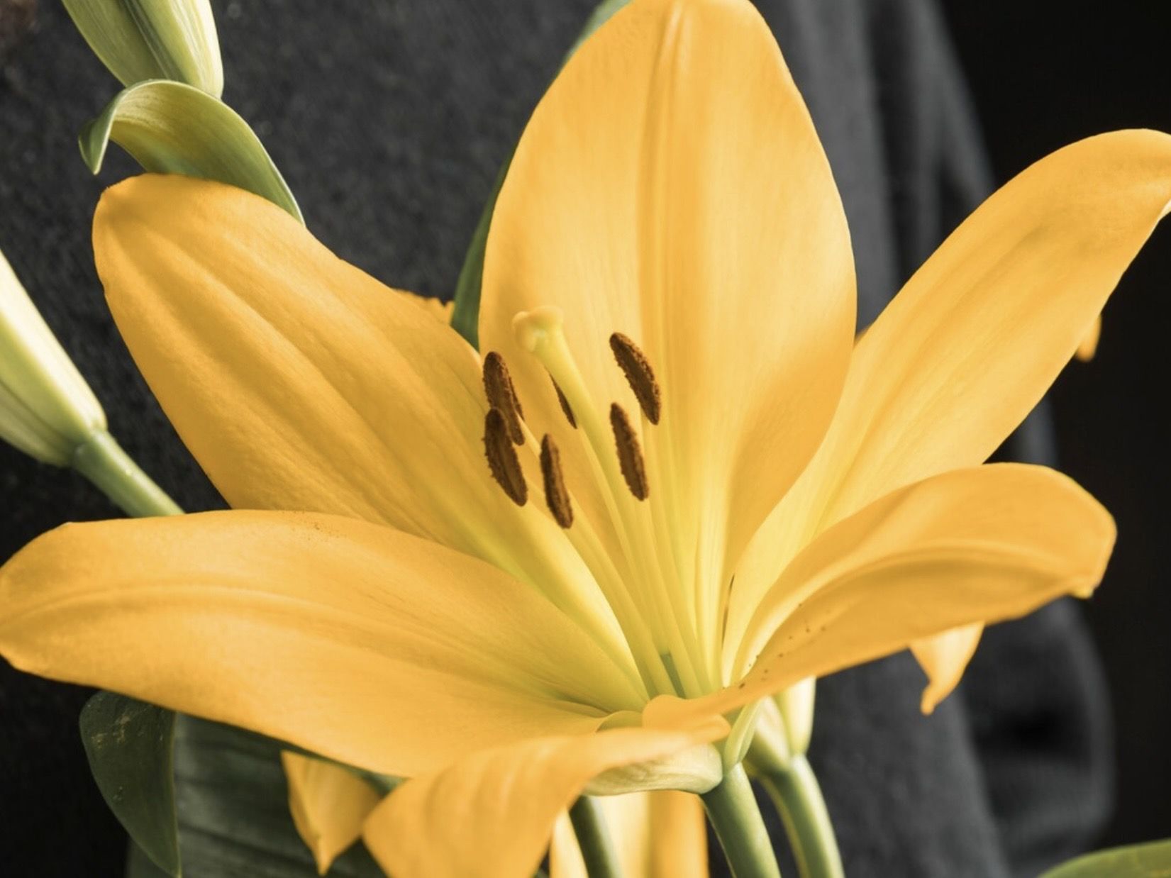 17 Ide Nama Toko Bunga Lily yang Unik dan Kekinian