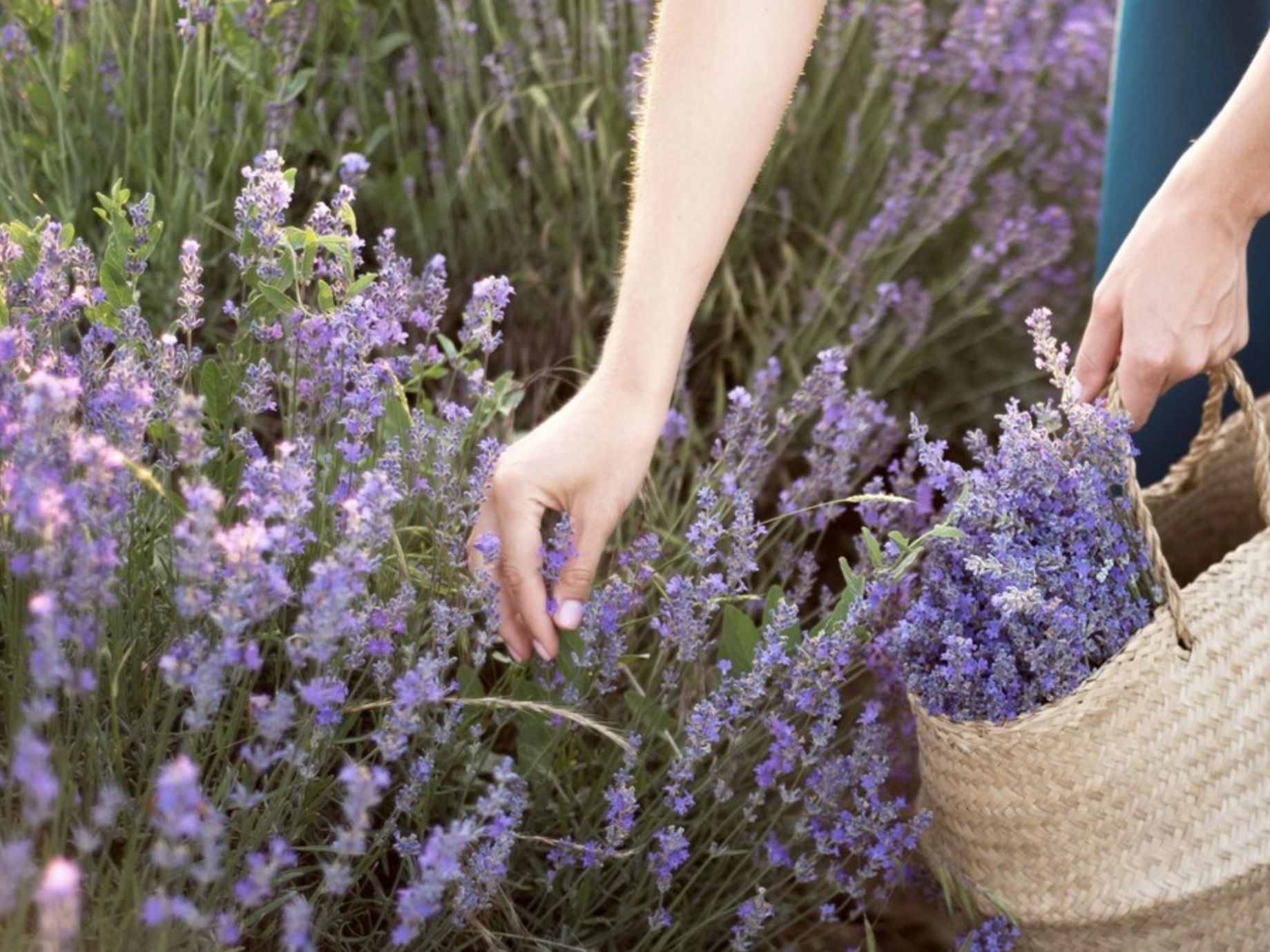 17 Ide Nama Toko Bunga Lavender yang Bikin Hati Adem