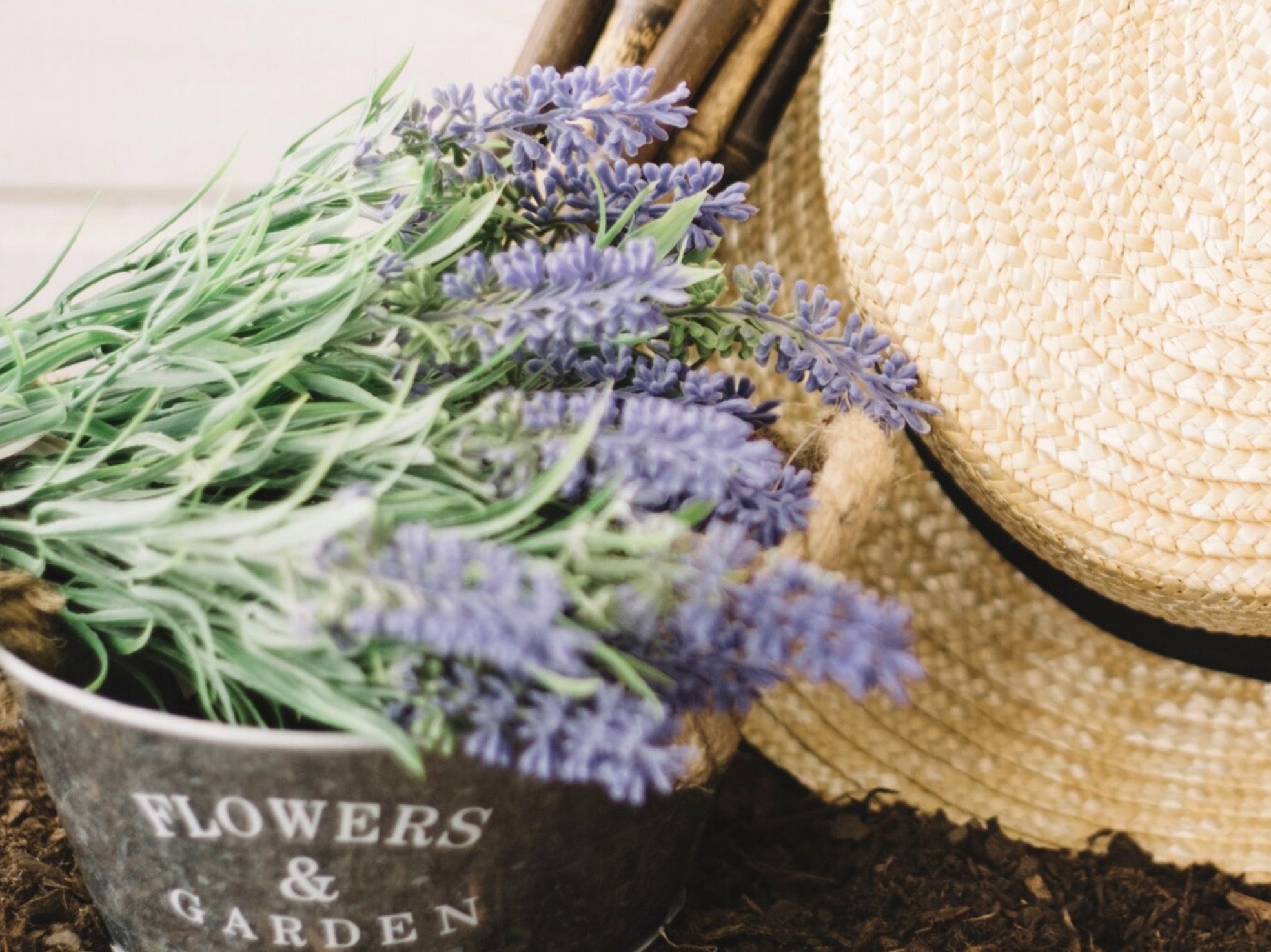 17 Ide Nama Toko Bunga Lavender dalam Bahasa Inggris yang Aesthetic dan Bikin Branding Makin Kuat