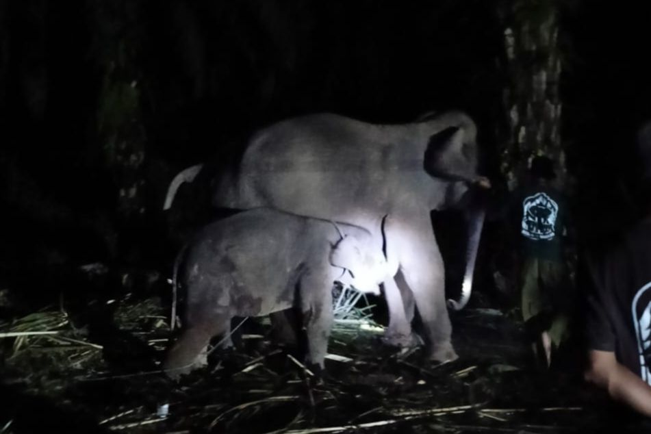 Anak Gajah Laila di Pusat Konservasi Bengkalis Meninggal