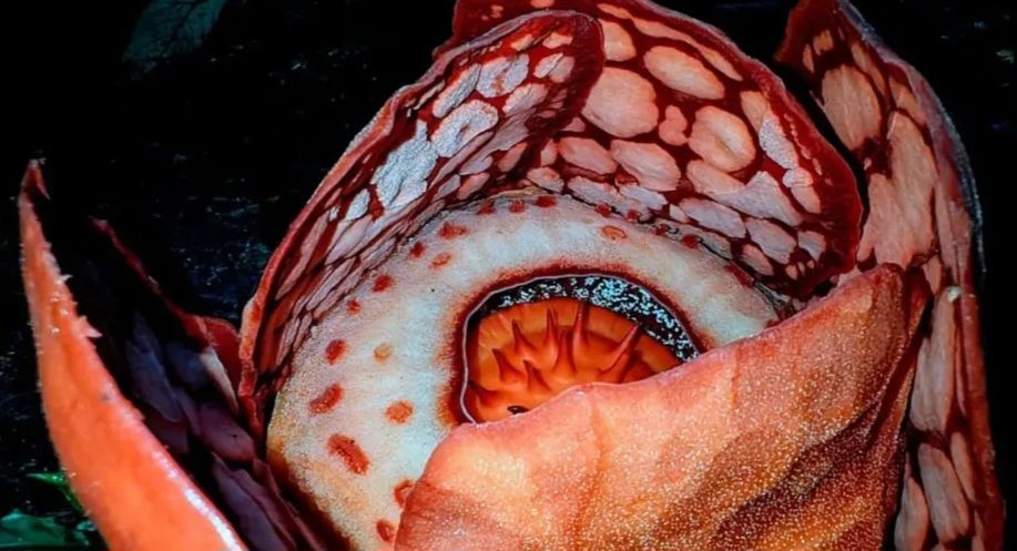 Universitas Oxford Dikritik karena Abaikan Kontribusi Peneliti Indonesia dalam Penemuan Rafflesia Hasselti
