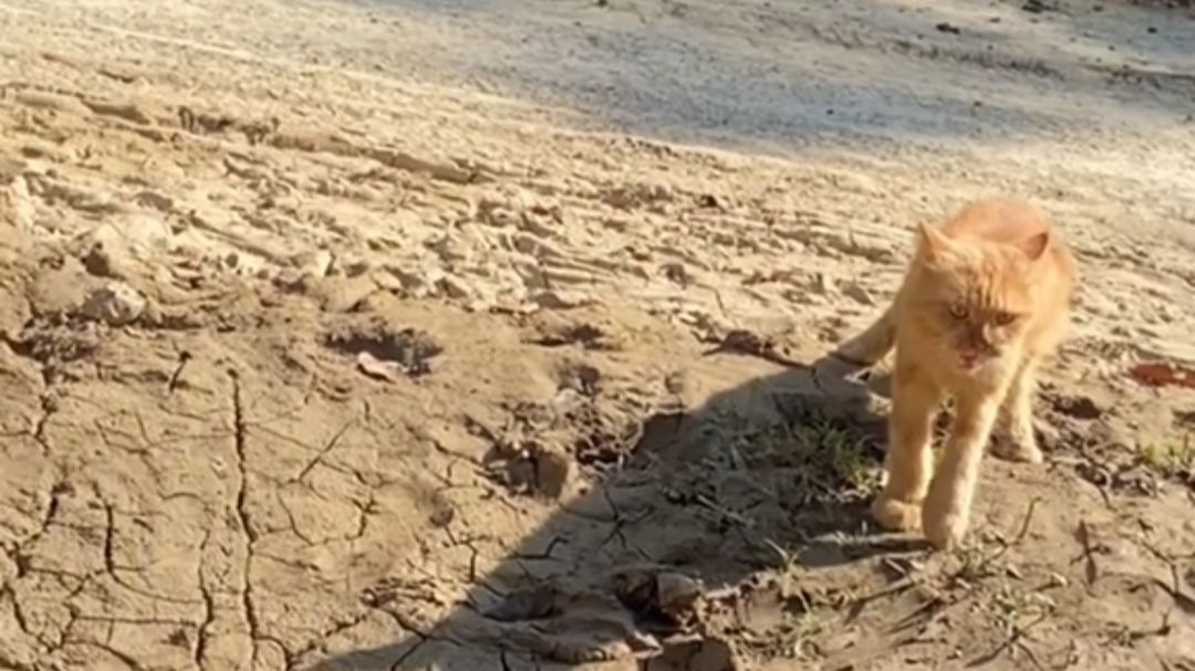 Kucing Hilang Berhari-Hari, Pemilik Menangis Saat Si Oren Kembali