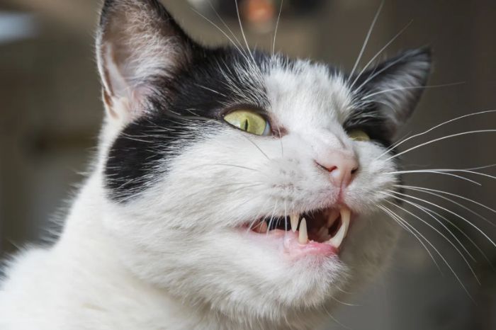 Kucing Dijadiin Mata-Mata Sama CIA Berujung Gagal, Begini Kisahnya